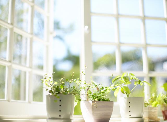 窓際の植物